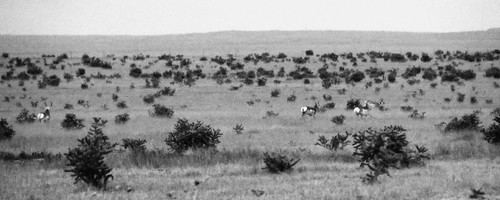 ranch morning cactus blackandwhite bw white black oneaday grass canon project landscape colorado wildlife powershot september telephoto photoaday co antelope 365 2012 pictureaday cactii ranchland project365 elpasocounty powershotsx160is