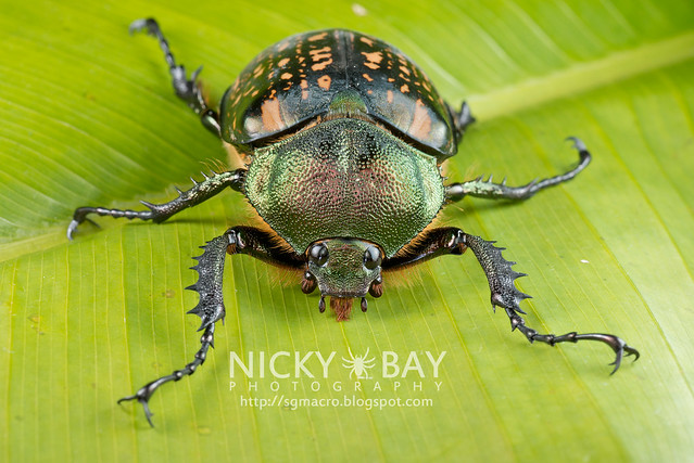 Scarab Beetle (Cheirotonus sp.) - DSC_6492
