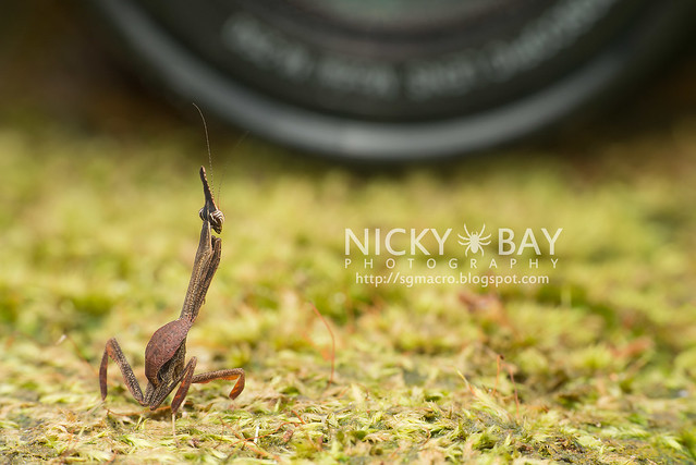 Bark Horned Mantis nymph (Ceratocrania macra) - DSC_6596