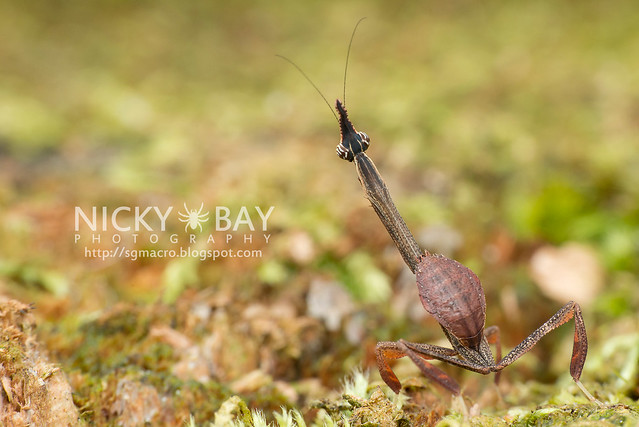 Bark Horned Mantis nymph (Ceratocrania macra) - DSC_6593