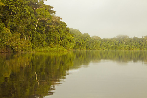 trees water agua rainforest arboles selva perú jungle reflejo amazonia tambopata madrededios lagotreschimbadas
