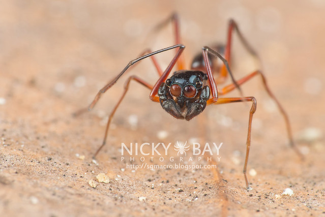 Kerrengga Ant-Like Jumper (Myrmarachne plataleoides) - DSC_8519