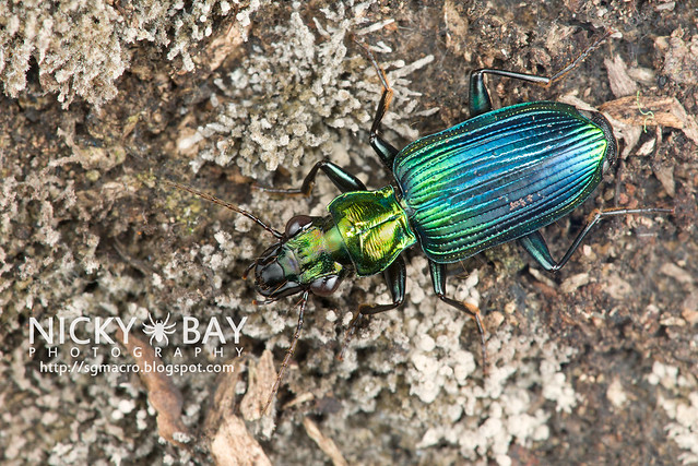 Ground Beetle (Carabidae) - DSC_6422