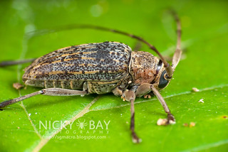 Longhorn Beetle (Cerambycidae) - i02801