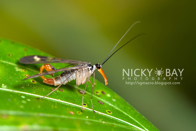 Scorpionfly (Mecoptera) - DSC_6233