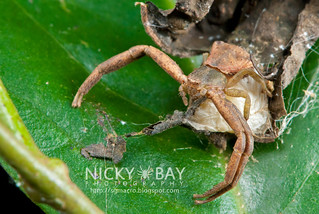 Crab Spider (Massuria sp.) - DSC_6031