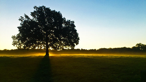 uk trees england sun mist fog sunrise cheshire god country fields rays rise winsford