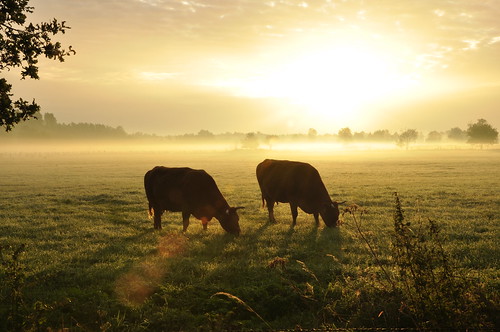 morning mist sunrise landscape cows aamsveen alstätte amtsvenn
