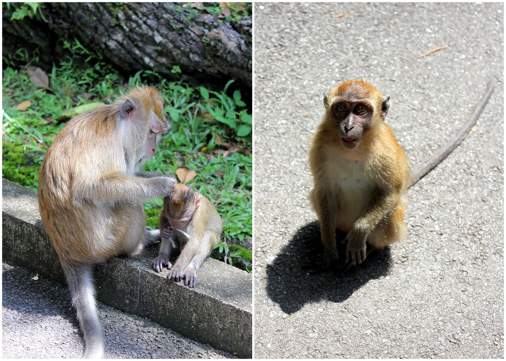 batu-ferranghi-botanic-garden-monkey
