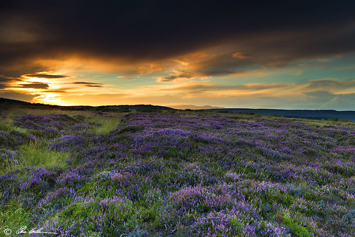 sunset colour landscape countryside colours purple heather alnwick northumberland moors moor northeast rothbury cheviots calluna callunavulgaris commonheather chrislishman oldcoachingroad