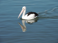 Graceful pelican