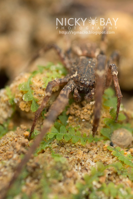 Crab Spider (Thomisidae) - DSC_5249