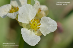 Common Arrowhead - Sagittaria latifolia by USWildflowers, on Flickr