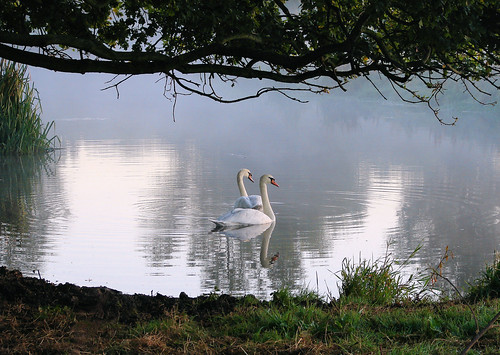 england mist reflection love nature water beauty landscape countryside wildlife sony earlymorning beautifullight peaceful tranquility calm romance swans ripples lonelyplanet shelter spiritual magical essex stillness 2012 companions beforesunrise dedhamvale constablecountry safeplace latesummer waterandlight reflectionsinwater sonycybershotdsch1 sonycybershoth1 stourriver stourvalley stuckonearth carlzeisslens magicalplaces oldoaktrees gnpc photographybychristopherstrickland