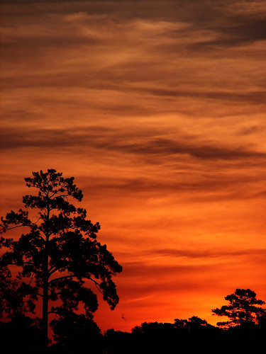 sun tree silhouette sunrise skyscape jupiter