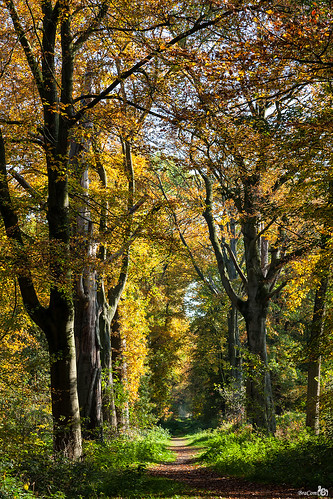 wood autumn trees holland forest canon bomen path herfst pad nederland thenetherlands venlo bos limburg canoneos5d canonef24105mmf4lisusm zwartwater theunforgettablepictures bracom bramvanbroekhoven