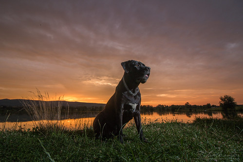 dog outdoor sunset sky clouds cane corso female black colorful lake shore