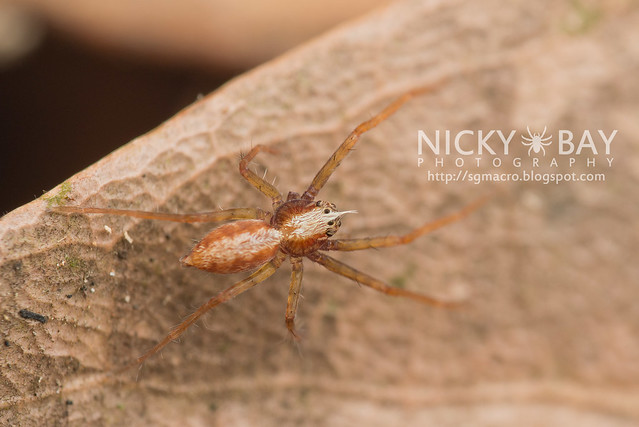 Nursery Web Spider (Pisauridae) - DSC_5162