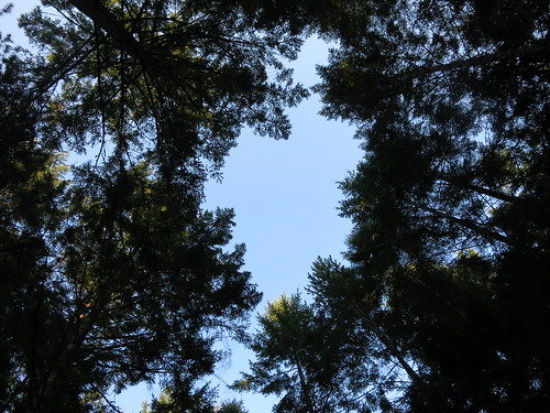 trees sky view lookingup campground parksville campsite provincialpark rathtrevorbeach