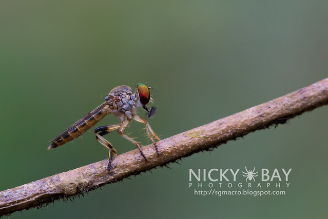 Robberfly (Asilidae) - DSC_0534