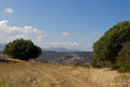 sardegna sky tree green landscape sardinia hills