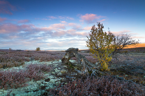 dovre fall frost dovrefjell fokstumyra tree gnarled leaves moss ling heather sunrise clouds autumn outdoor landscape