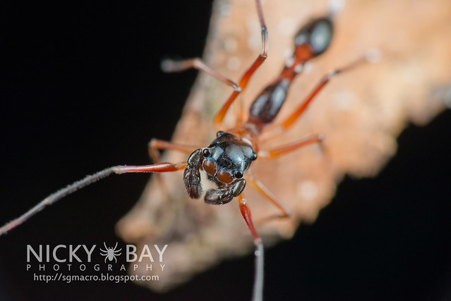 Kerrengga Ant-Like Jumper (Myrmarachne plataleoides) - DSC_8560