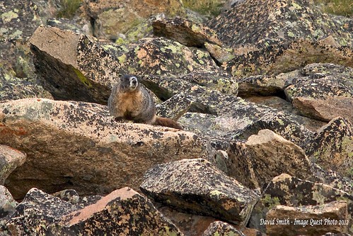 usa colorado marmot estespark rockymountainnationalpark yellowbelliedmarmot marmotaflaviventris