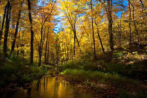 autumn trees usa color fall nature water leaves wisconsin creek forest reflections river landscape outdoors photography gold photo midwest scenery stream image tripod picture wideangle september explore northamerica brook wilderness canonef1740mmf4lusm baraboo 2012 coldfeet baxtershollow ottercreek wetfeet canoneos5d flickrexplore saukcity saukcounty lorenzemlicka rdandlindapeterspreserve