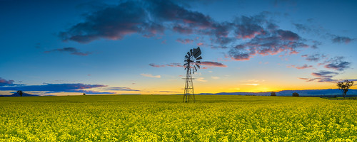 sunset windmill field yellow clouds rural landscape nikon farm pano australia panoramic nsw newsouthwales canola cowra wattamondara brucehood