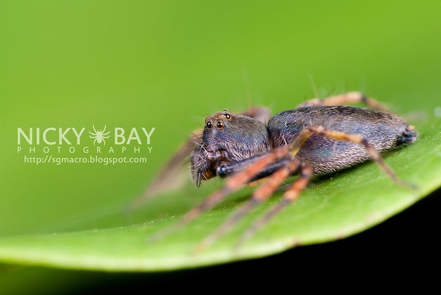 Lynx Spider (Oxyopidae) - DSC_4492