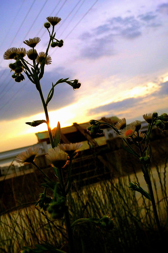 sunset plant flower grass landscape 花 風景 植物 iphone 夕焼け 草 iphoneography