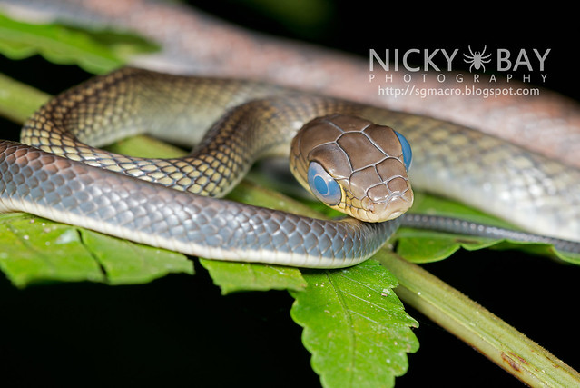 White bellied rat snake (Ptyas fusca) - DSC_2207