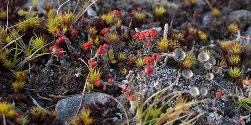 scotland lichen midlothian cladonia dsc8602 toxside