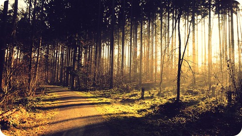 trees nature sunshine forest sunrise landscape switzerland magic flare