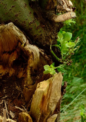 natur nature baum tree karlshöfen germany deutschland lowersaxony niedersachsen brown braun grün green