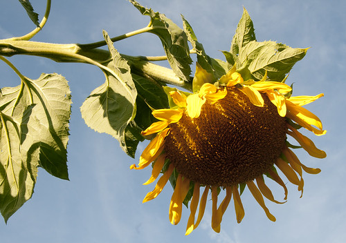 Sunflower by Bruce Shapka