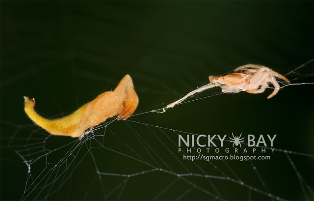 Scorpion-Tailed Spider (Arachnura sp.) - DSC_5713