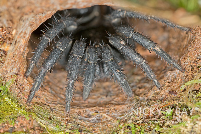 Black Armoured Trapdoor Spider (Liphistius malayanus) - DSC_5438