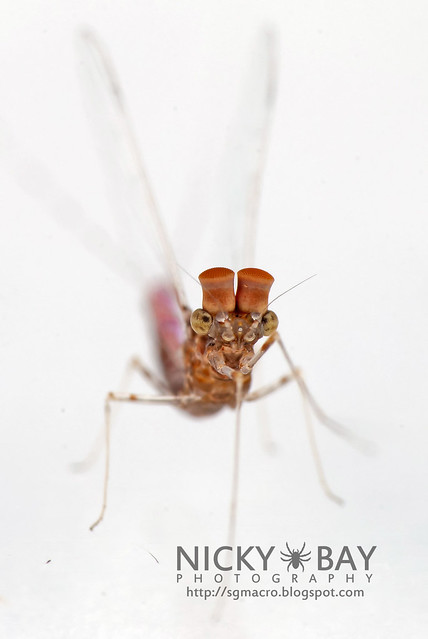 Mayfly (Ephemeroptera) - DSC_3880