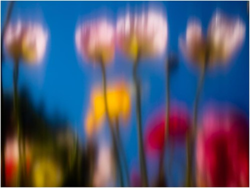 blur flower nikon australia queenspark poppies queensland impressionism tall botanicalgardens toowoomba d90 impresionist brianaston whiptail2011