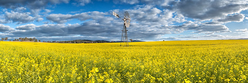 windmill yellow clouds rural landscape farm pano australia panoramic nsw newsouthwales canola cowra wattamondara