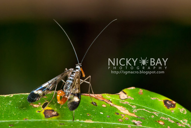 Scorpionfly (Mecoptera) - DSC_6221