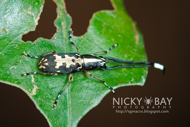 Longhorn Beetle (Cerambycidae) - DSC_5857