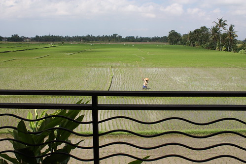 bali green indonesia rice paddy lodtunduh