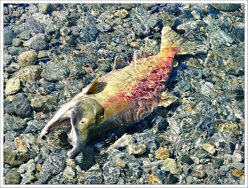 fish dead death flickr salmon photoaday sockeye 2012 366 project365 365days 365challenge postaday corboldcreek upperpitt 365community captureyour365