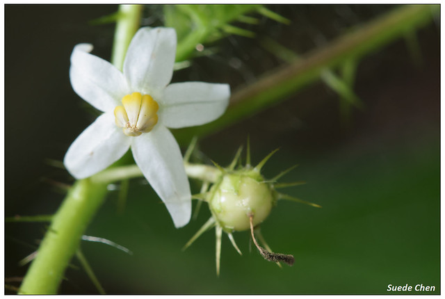 刺茄 Solanum capsicoides Allioni, 1773