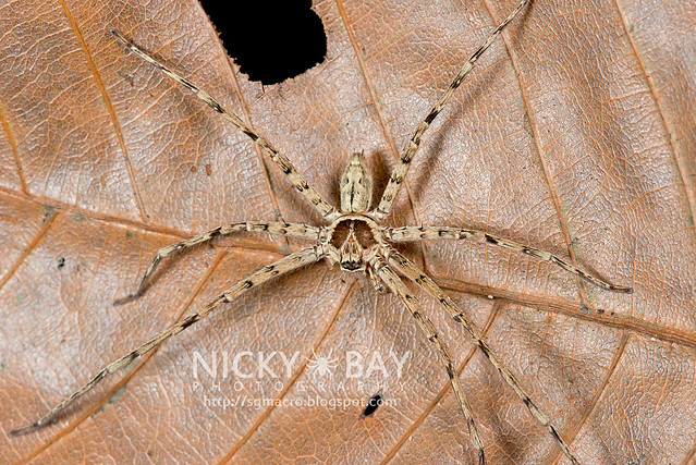 Huntsman Spider (Sparassidae) - DSC_0764