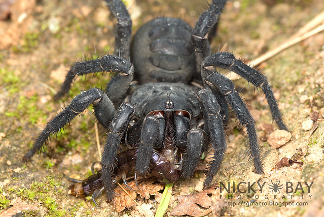 Black Armoured Trapdoor Spider (Liphistius malayanus) - DSC_6240
