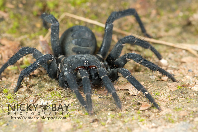 Black Armoured Trapdoor Spider (Liphistius malayanus) - DSC_6228